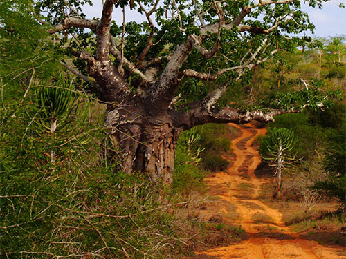 Parque Nacional da Quiçama